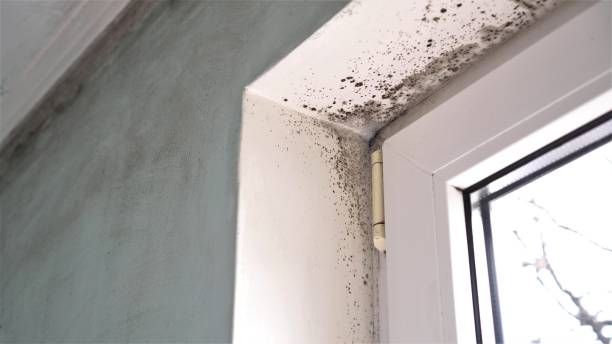 Mold Remediation for Vacation Homes in Johnston, SC
