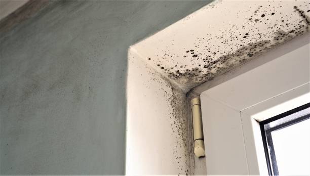 Best Asbestos and Lead Testing During Mold Inspection  in Johnston, SC