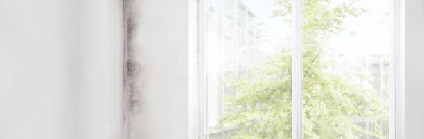 Best Dehumidification Services  in Johnston, SC