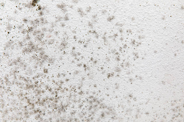 Best Environmental Consulting for Mold Prevention  in Johnston, SC